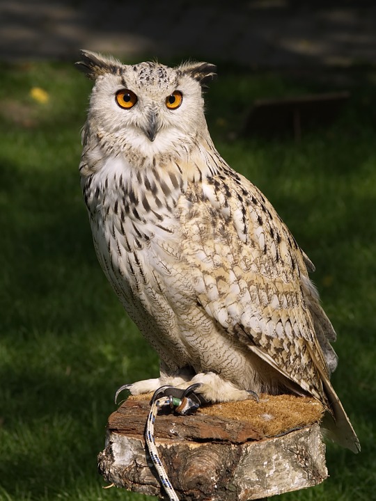 An Owl standing on a rock